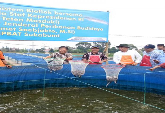 KKP Realisasikan Bantuan Minapadi dan Lele Sistem Bioflok di Kabupaten Sukabumi